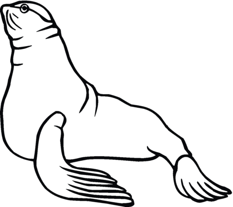 Seal 4 Coloring page