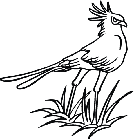 Secretary Bird Coloring page