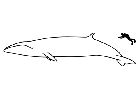 Sei Whale Size Coloring page