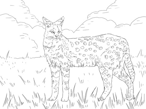 Serval African Wild Cat Coloring page