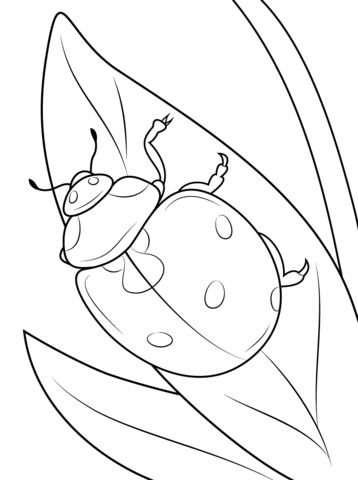 Seven Spot Ladybird Coloring page