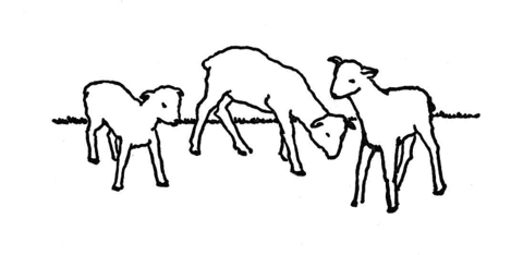 Several Sheeps Coloring page
