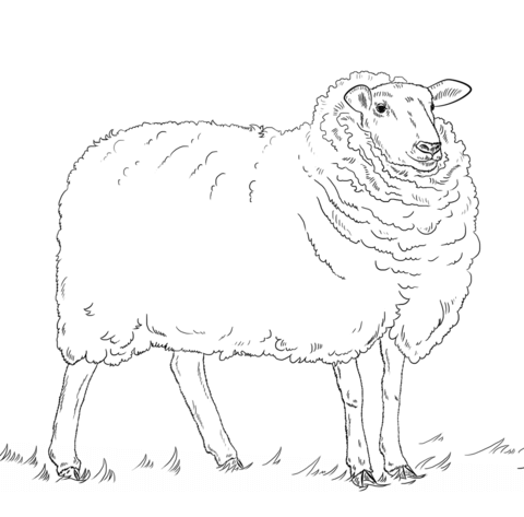 Sheep Coloring page