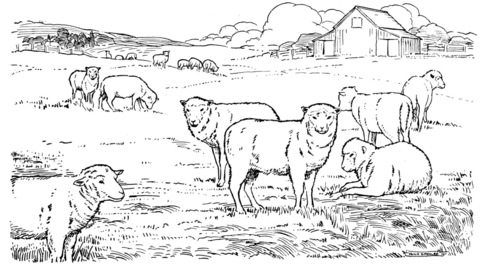 Sheep herd Coloring page