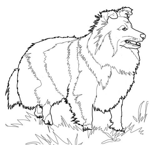 Shetland Sheepdog Coloring page
