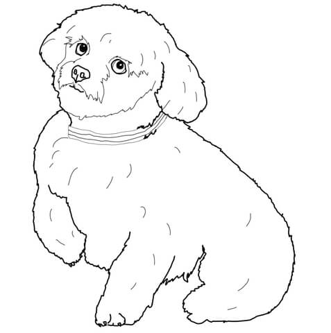 Short Hair Maltese Dog Coloring page