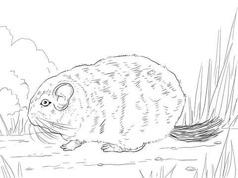 Short Tailed Chinchilla Coloring page