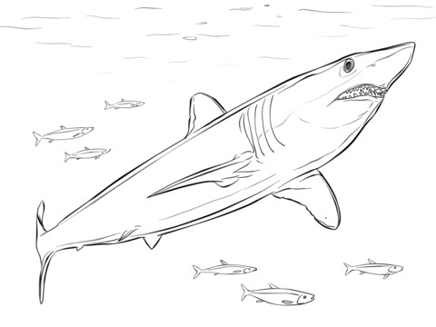 Shortfin Mako Shark Coloring page