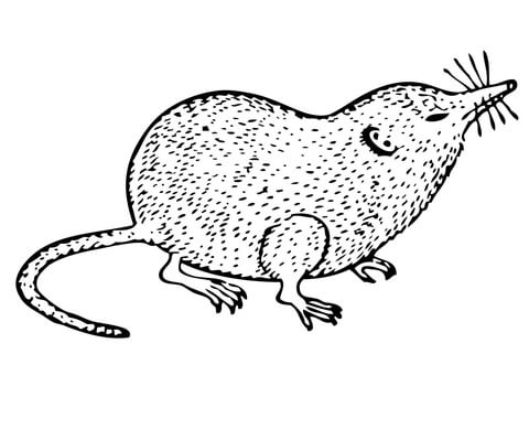 Shrew Coloring page