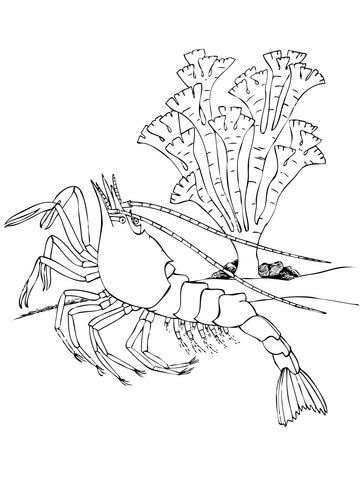 Shrimp Decapod Crustacean Coloring page
