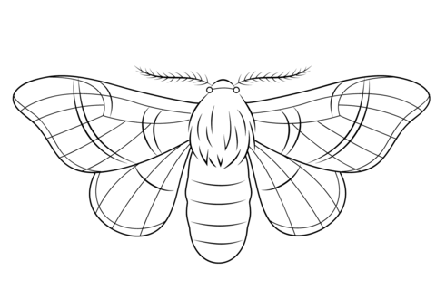 Silkmoth Coloring page
