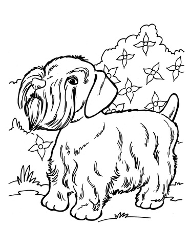 Silky Terrier Coloring page