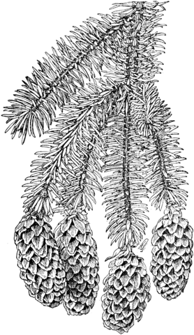 Sitka Spruce Branchlet with Cones Coloring page