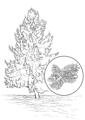 Sitka Spruce Coloring page
