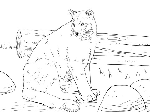 Sitting Cougar Coloring page