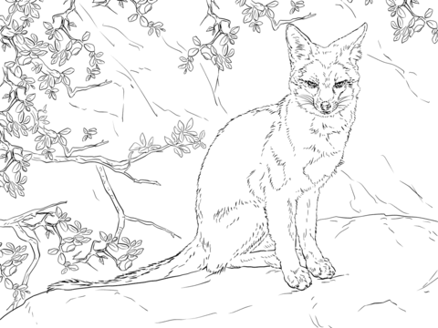 Sitting Gray Fox Coloring page