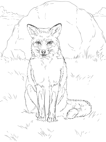 Sitting Red Fox Coloring page