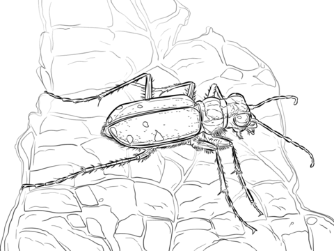Six Spotted Tiger Beetle Coloring page