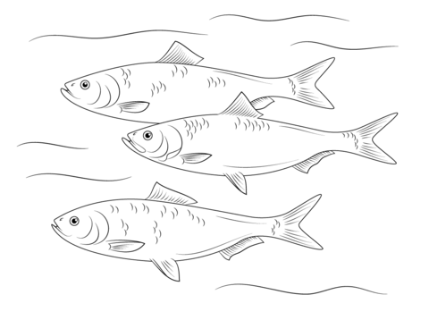 Skipjack Herring Fish Coloring page