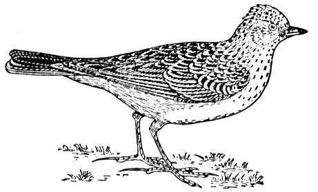 Skylark Coloring page