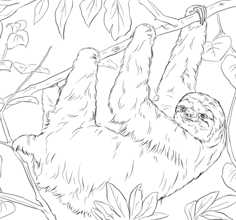 Sloth Coloring page