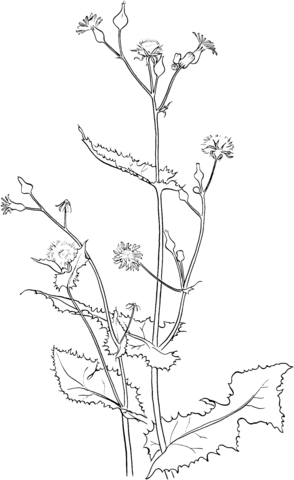 Smooth Sow Thistle Coloring page