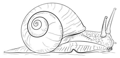 Land snail Coloring page