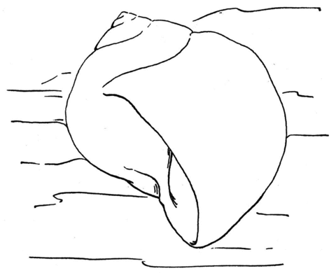 Sea Snail Shell Coloring page