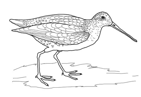 Snipe Bird Coloring page