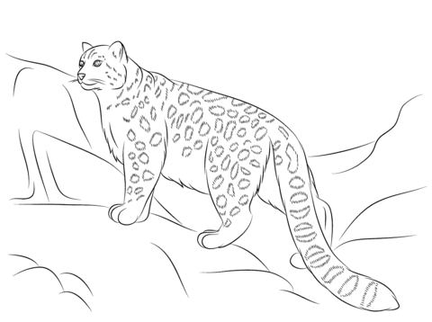 Snow Leopard Coloring page