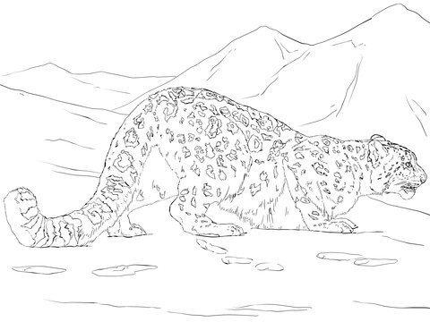 Snow Leopard Hunting Coloring page