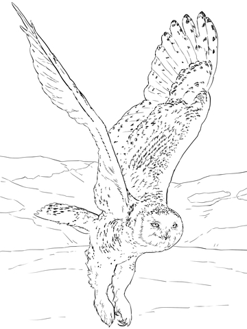 Snowy Owl Coloring page