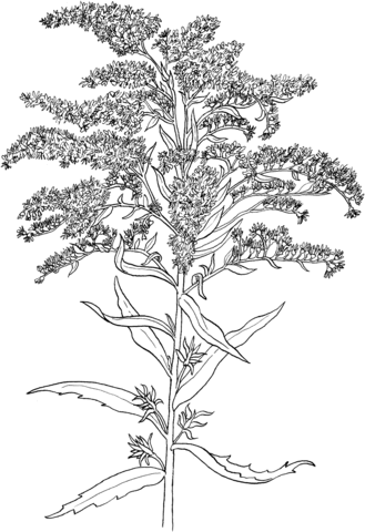 Solidago or Goldenrod Coloring page