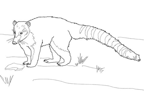 South American or Ring Tailed Coati Coloring page