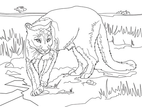 South American Cougar Coloring page