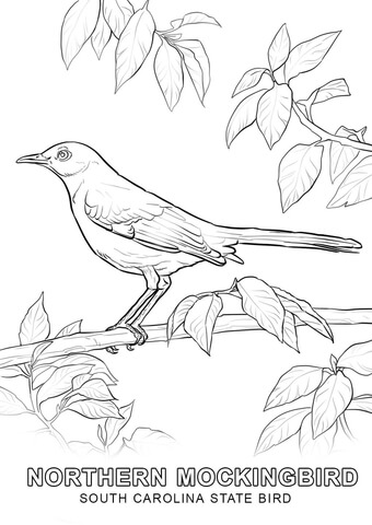 South Carolina State Bird Coloring page