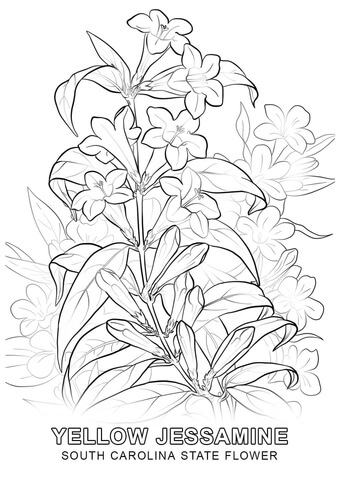 South Carolina State Flower Coloring page