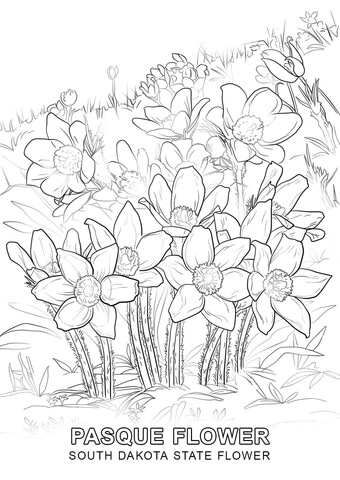 South Dakota State Flower Coloring page