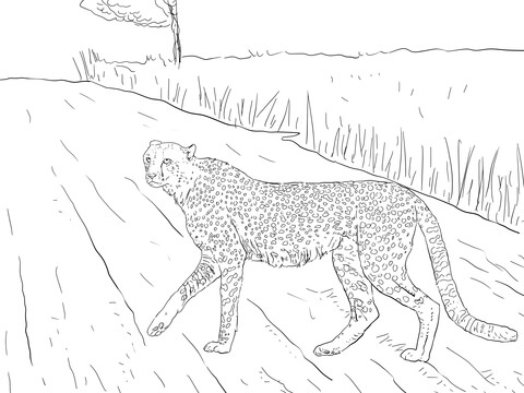 Southern Africa Cheetah from Kruger Coloring page
