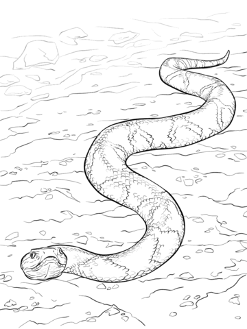 Southern Copperhead Snake Coloring page