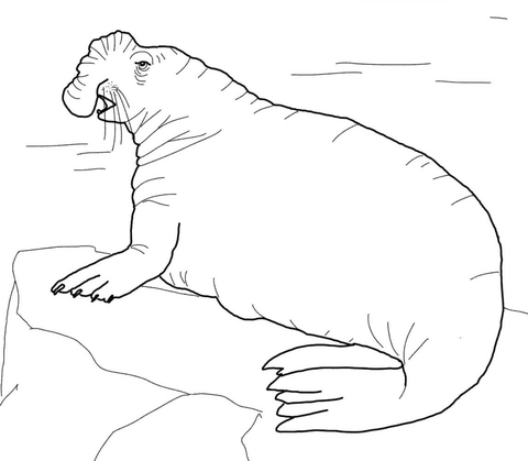 Southern Elephant Seal Coloring page