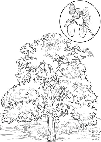 Southern Magnolia Tree Coloring page