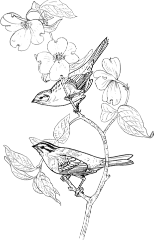 Two Perched White-Throated Sparrows Coloring page