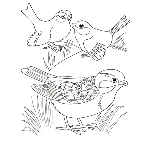 Sparrow Coloring page