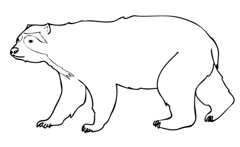 Spectacled Andean Bear Coloring page