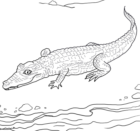 Spectacled Caiman Coloring page