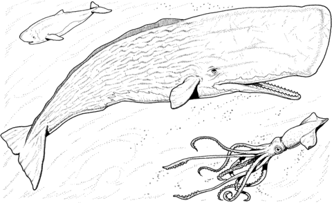 Sperm Whale Baby and Greater Hooked Squid Coloring page