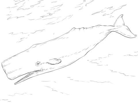 Sperm Whale Coloring page