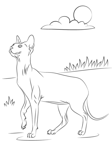 Sphynx Cat Coloring page