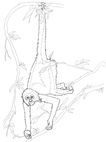 Spider Monkey Coloring page